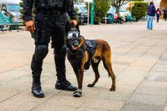 dialogosporlapaz_13