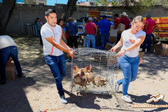 gallinasproductorasautoconsumo_01