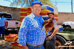 gallinasproductorasautoconsumo_09